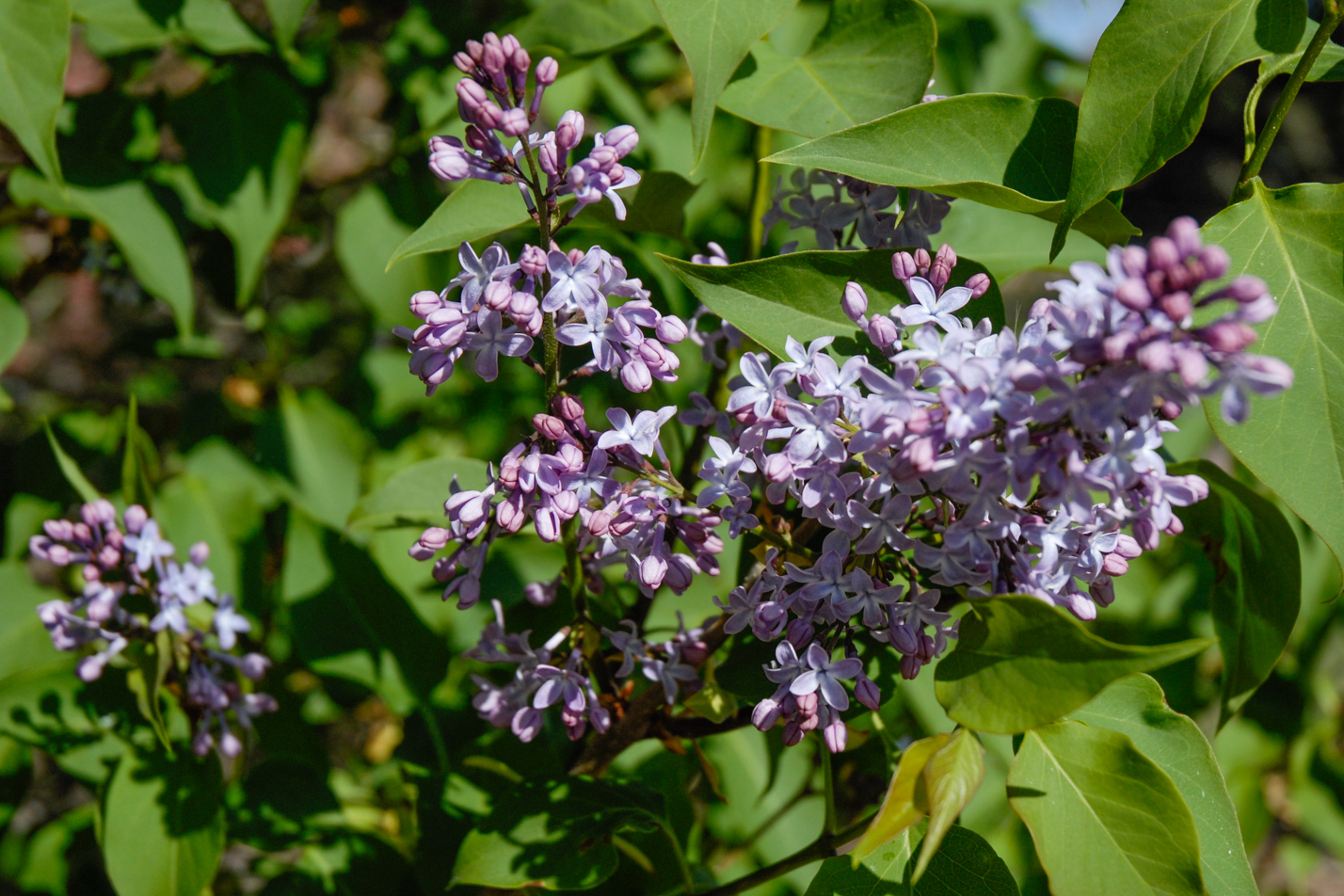 Common Lilac